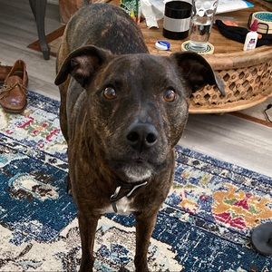 Meet your Posher, Denton